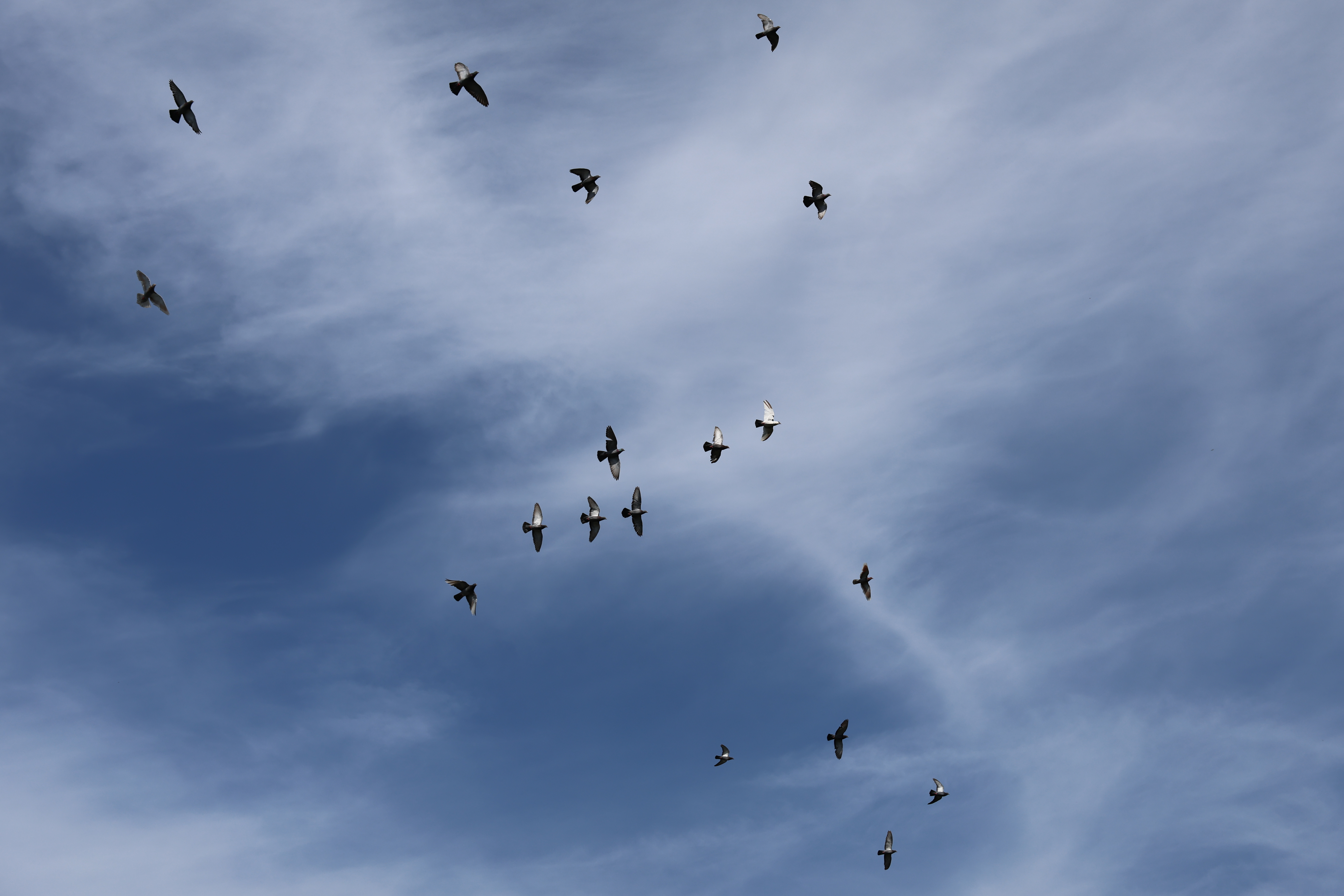 A photo of pigeons in flight taken on a Canon EOS R6 Mark III