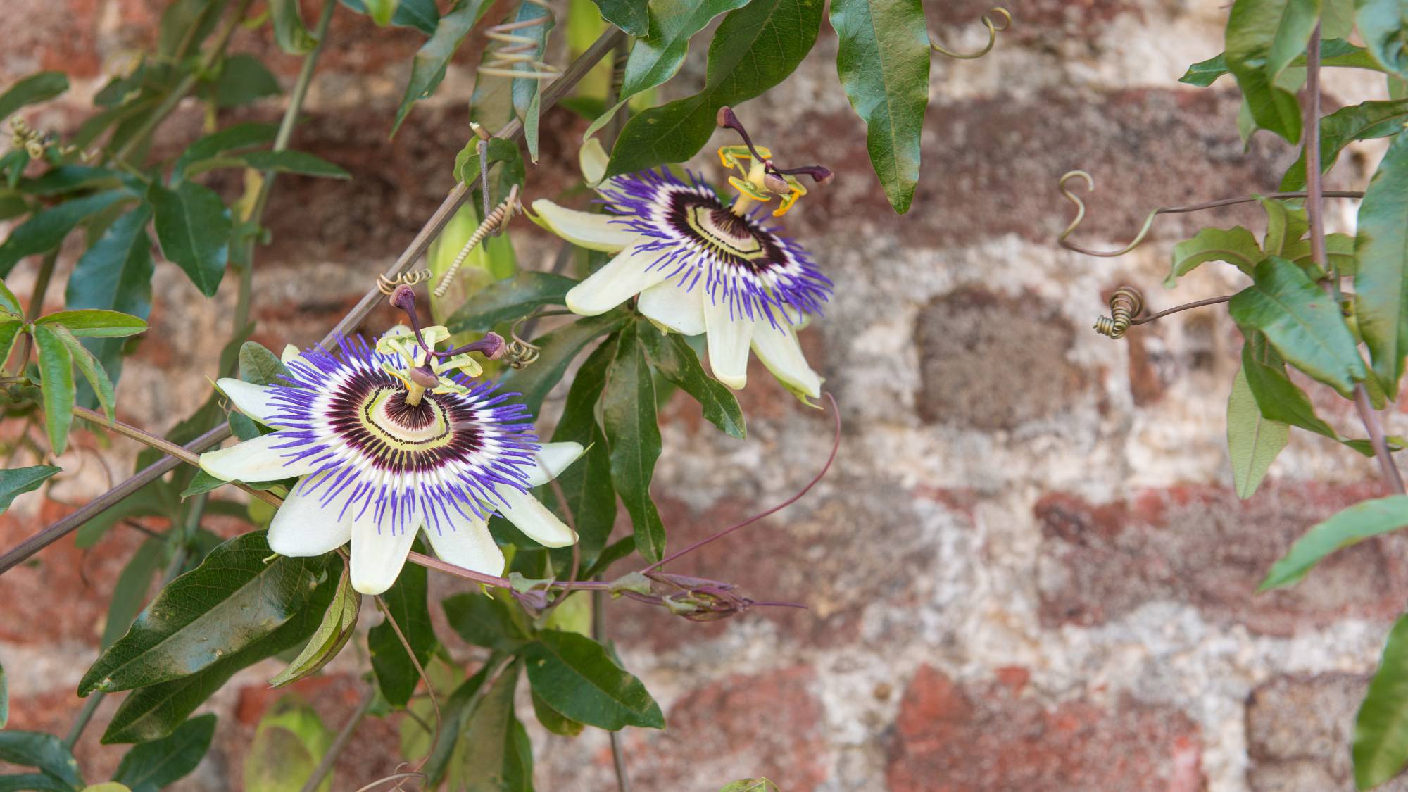 Passionflower vine on brick wall
