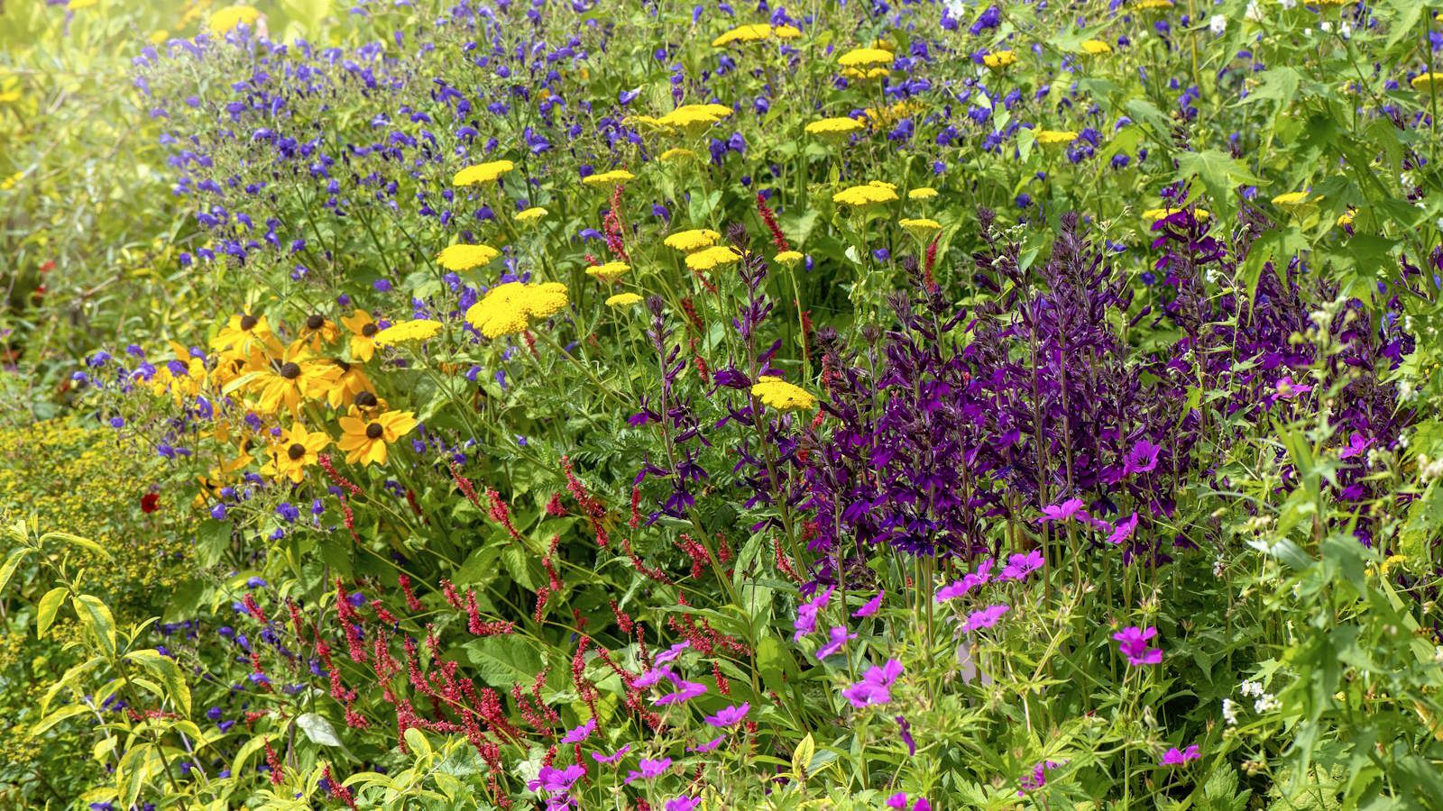 How and when to fertilize flower beds for lots of blooms