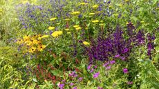 A flower border full of blooms in summer