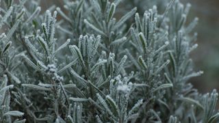 rosted branches of Lavender bush F