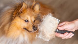 brushing fluffy dog