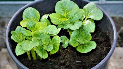 Potato plants growing through soil in a bucket