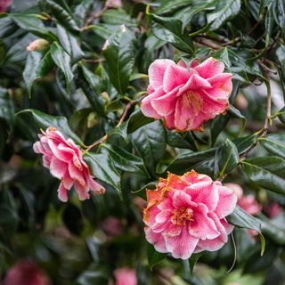 Camellias in a bush