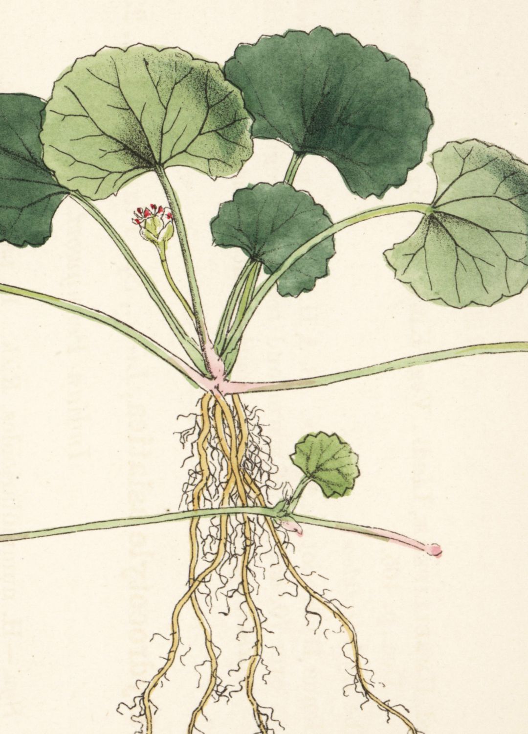 Gotu Kola