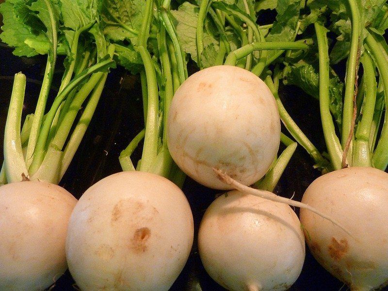 turnip harvest