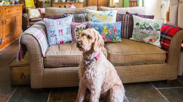 Flint the dog sitting in a traditional living room