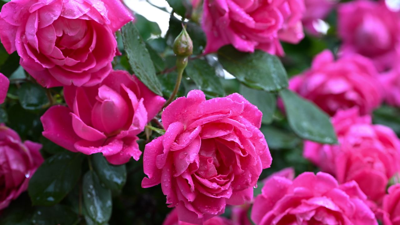 Rose bush with pink blooms after a rain shower