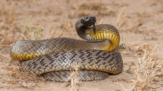 An inland taipan snake coiled up on the ground among tufts of dry grass.