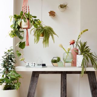 houseplants arranged on a desk and hanging in pink macrame hanger