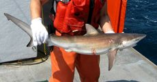 endangered species, dusky shark, protected animals