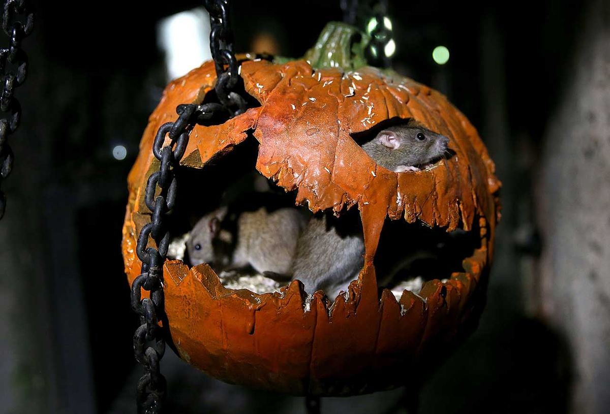 Nothing says metal like a chain through your eye and a rat living in your gaping, terrifying jaws. It's enough to scare away the Trick Or Treaters.