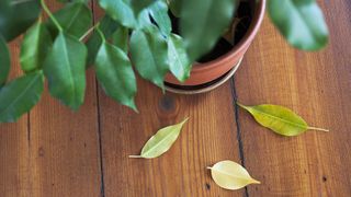 Unhealthy houseplant dropping its leaves