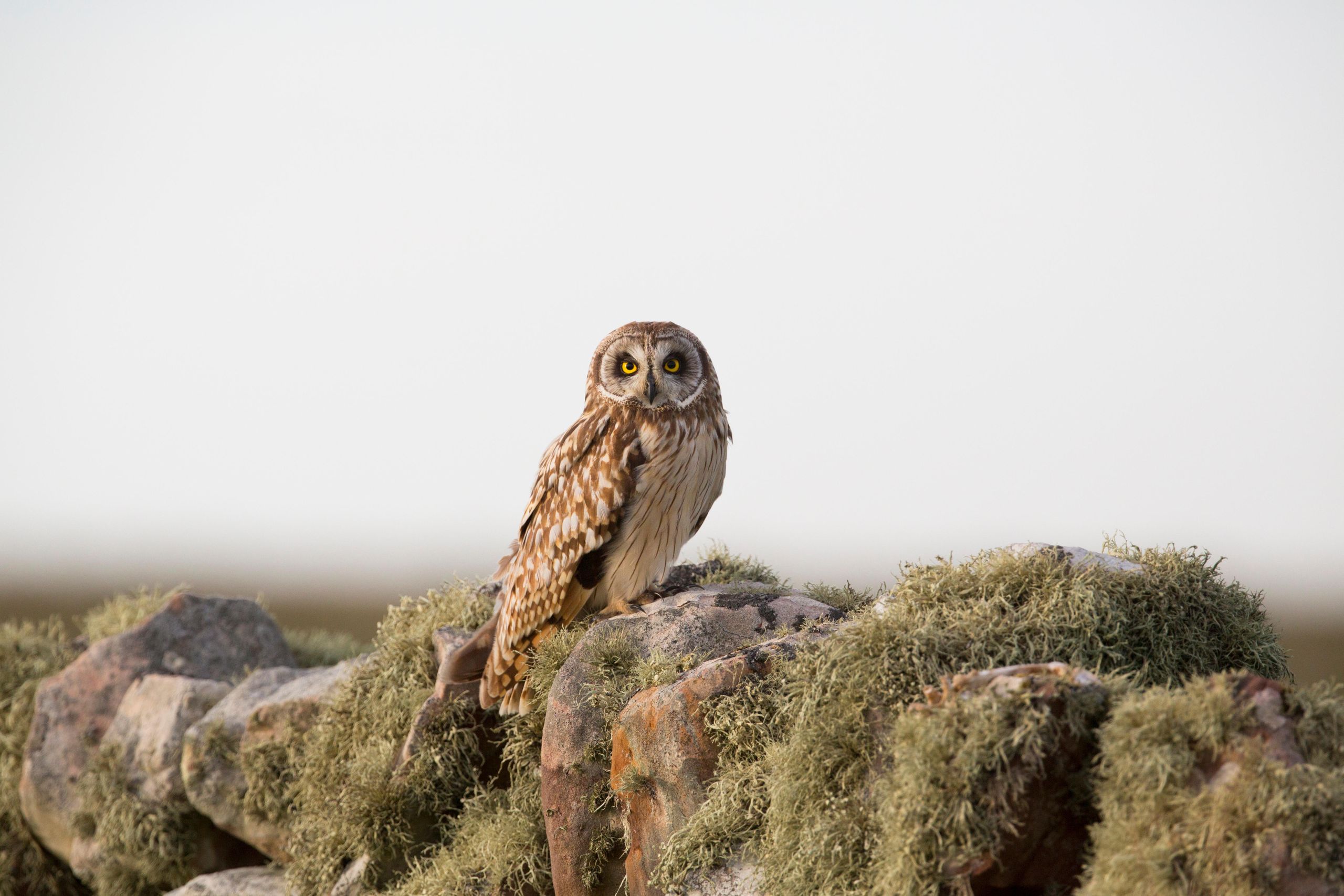 The short-eared owl is a breed apart