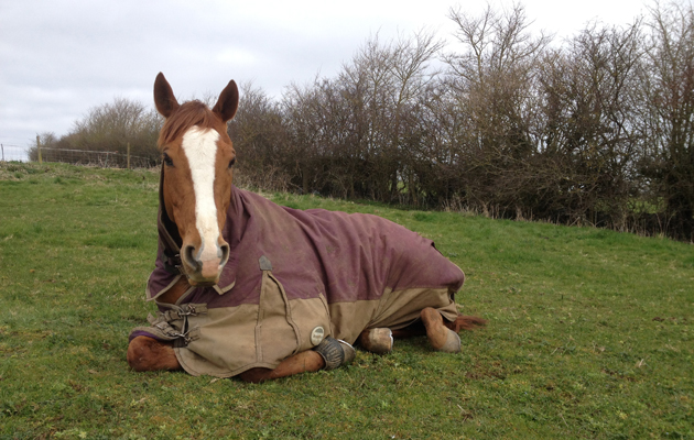 Liein