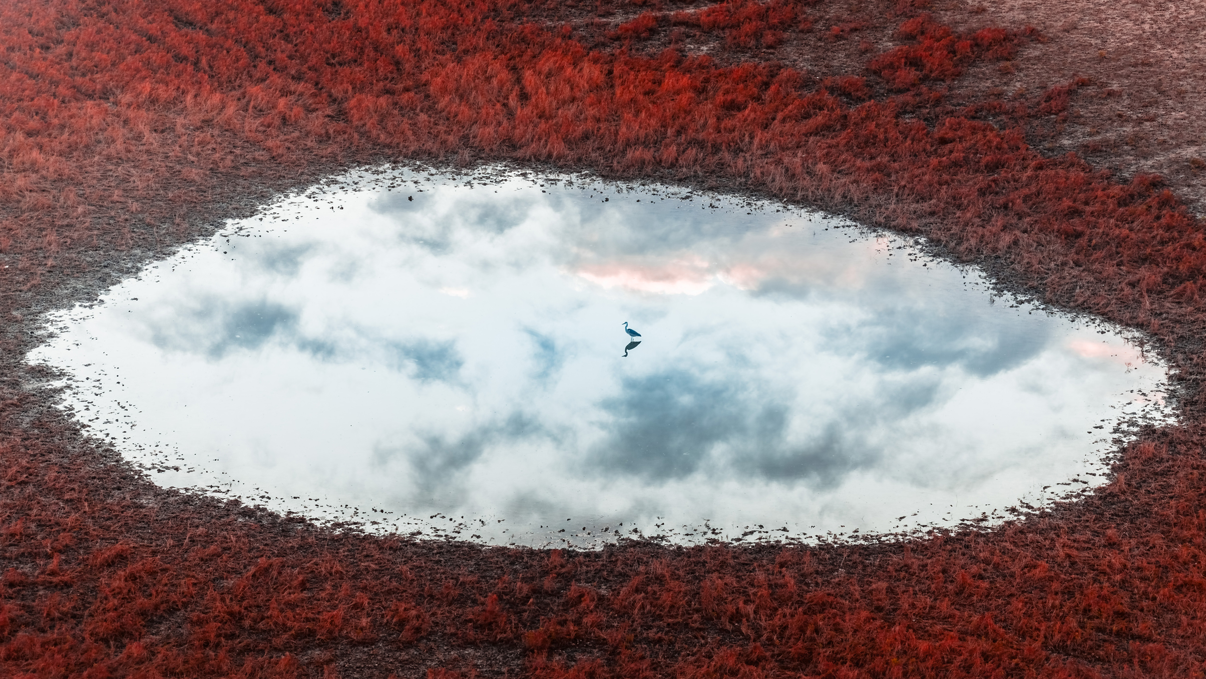 Aerial view of a bird sitting in the middle of a reflective pond surrounded by red foliage. The sky and clouds are mirrored in the water
