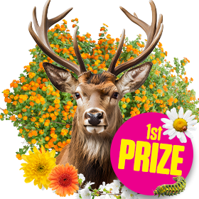 1st Prize