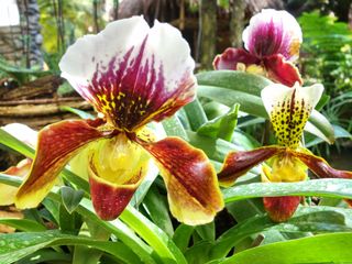 Paphiopedilum (slipper orchid) flowers