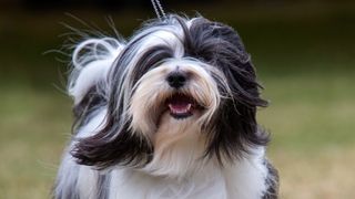 tibetan terrier