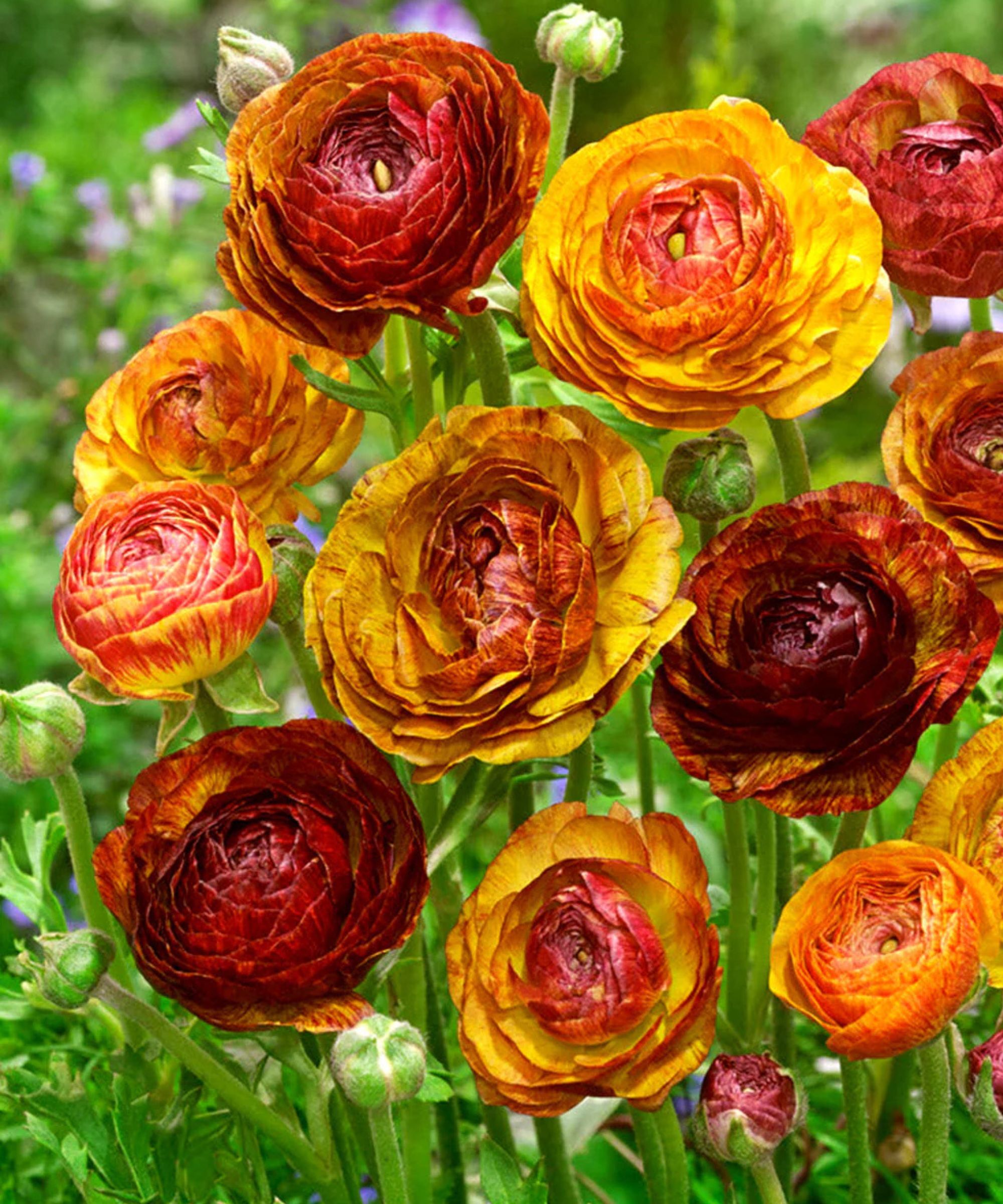 Ranunculus