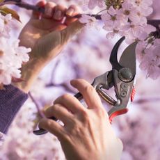 Gardener pruning ornamental cherry tree
