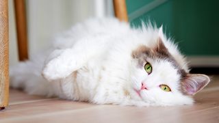 Fluffy white cat with green eyes lying on floor and looking at camera
