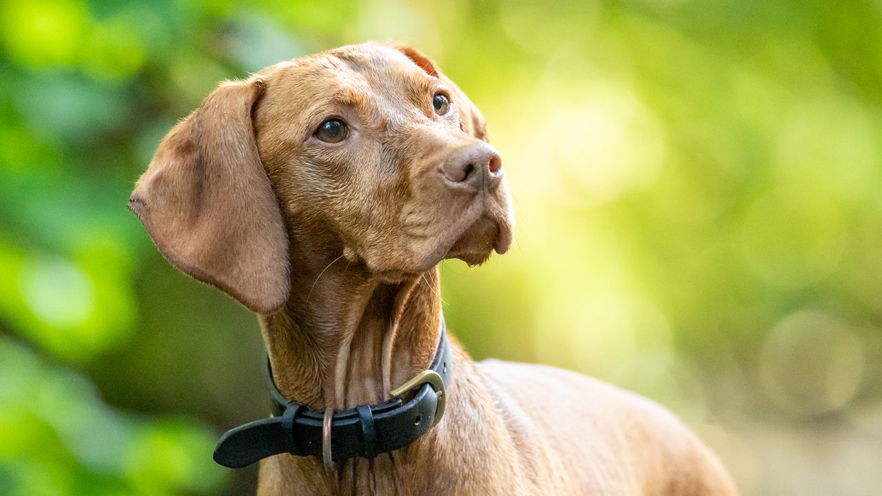 brown dog looking to the side