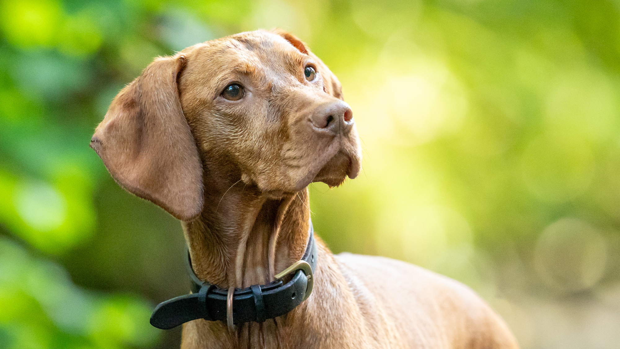 brown dog looking to the side