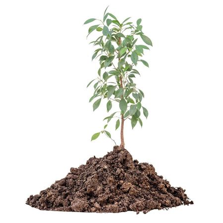 Pile Of Soil Surrounding Lemon Tree Base