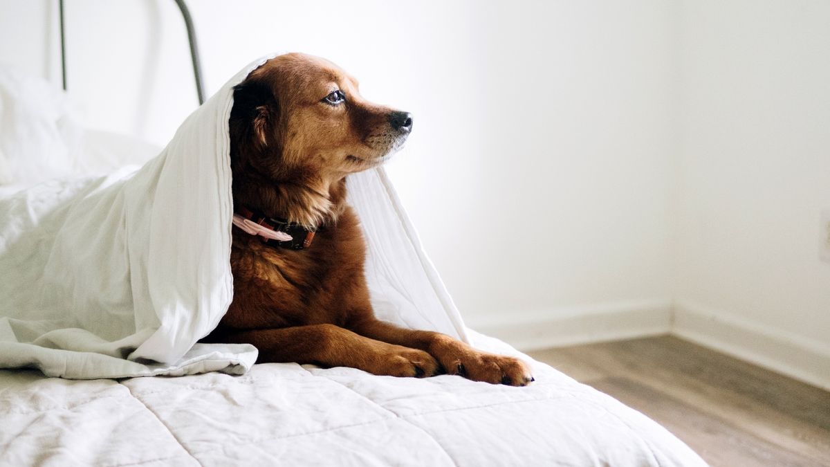 Why does my dog pee on my bed? (and how can I stop it?) PetsRadar