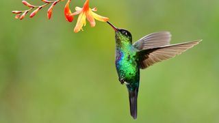 Wild hummingbird in western Costa Rica, Cloudforest.