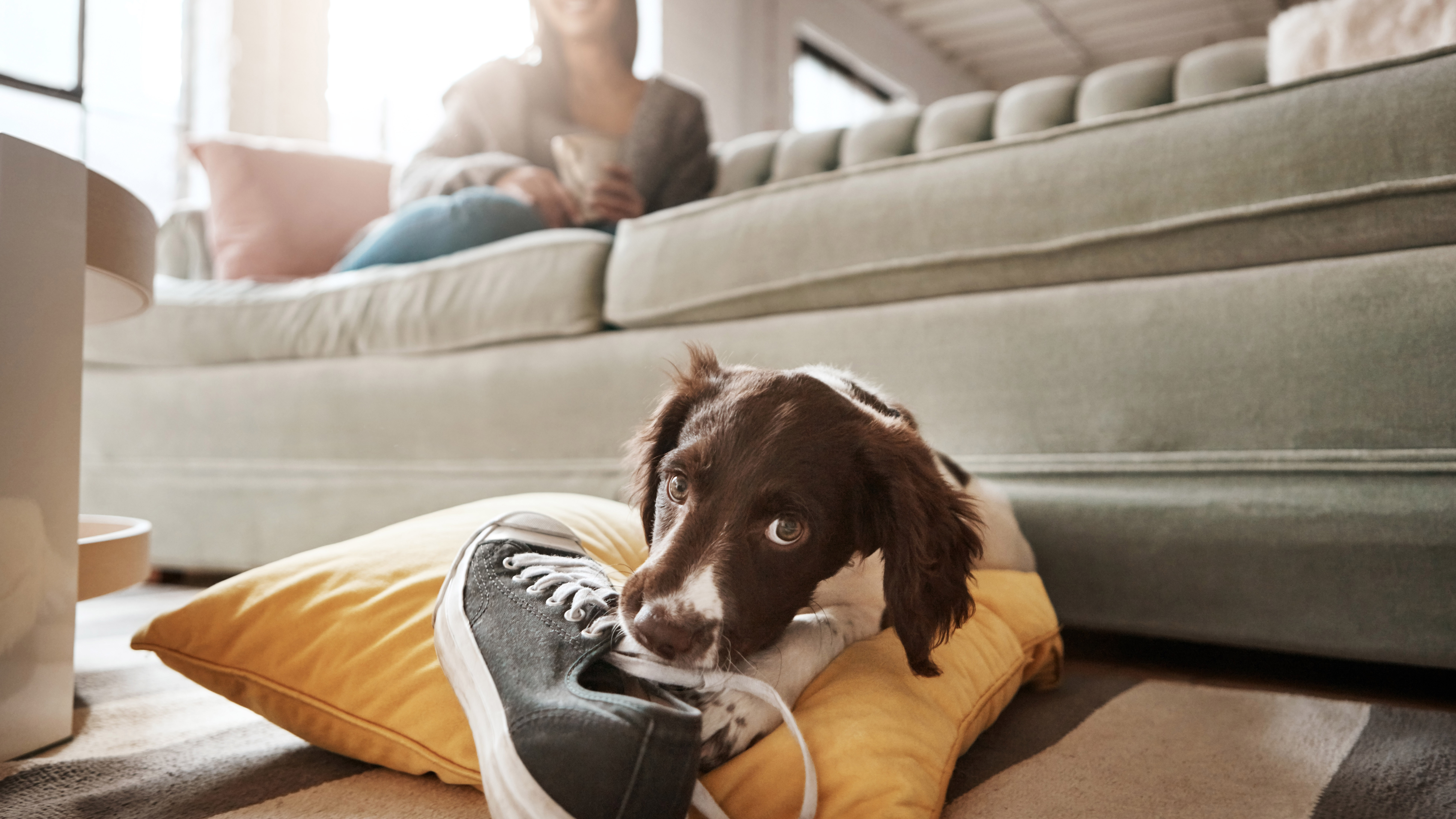 Best Ways To Clean Up After Dogs Real Homes