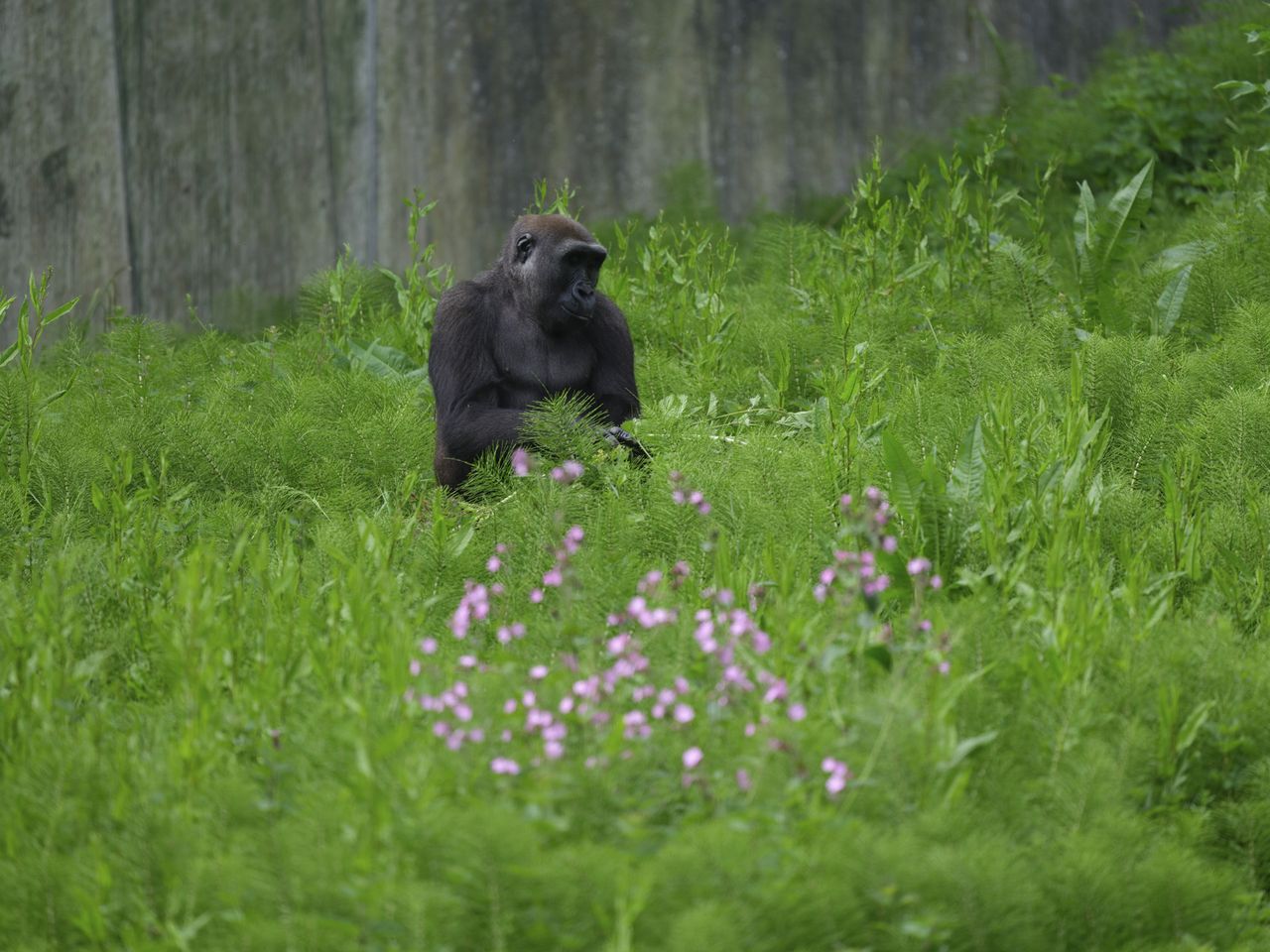 Wildlife photos taken with the Fujifilm GFX100S II