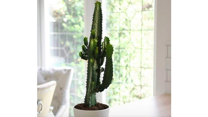 Best houseplants to brighten your home