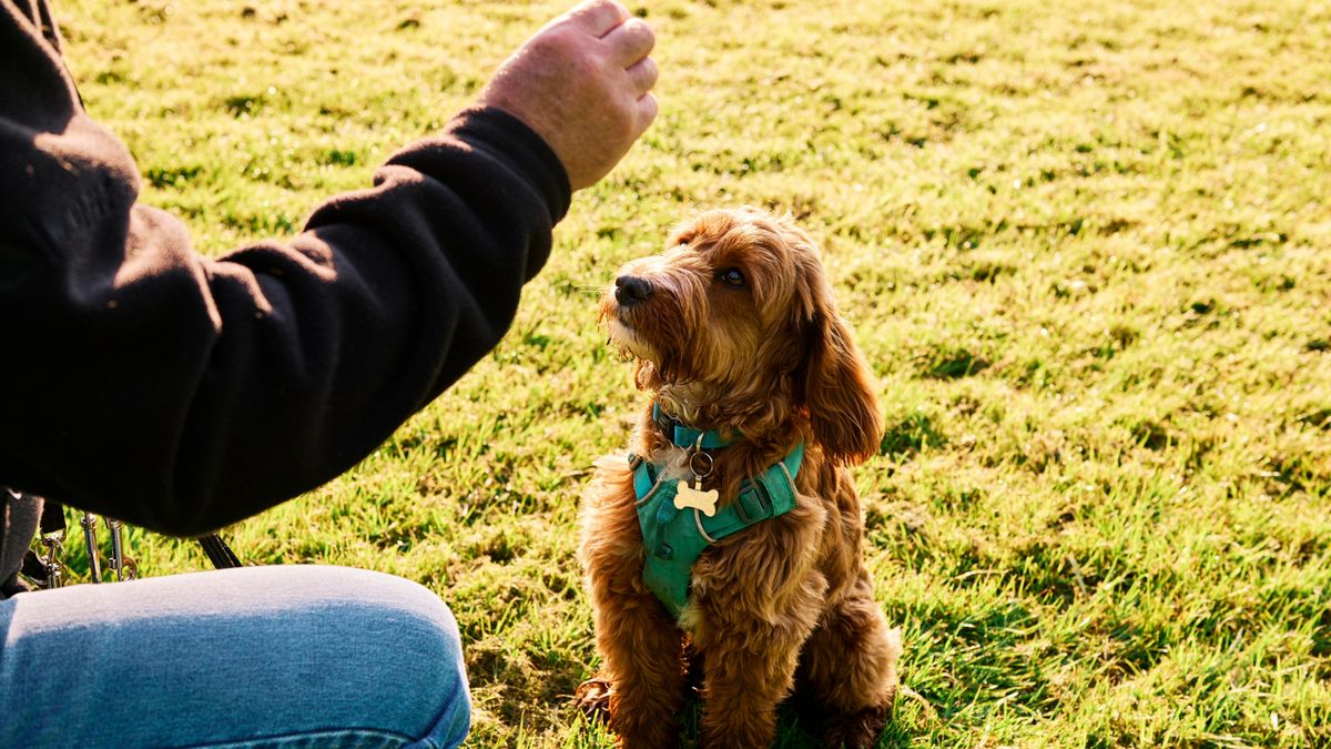 Dog looking at trainer