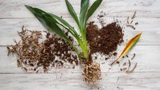 orchid with yellow leaf and root damage