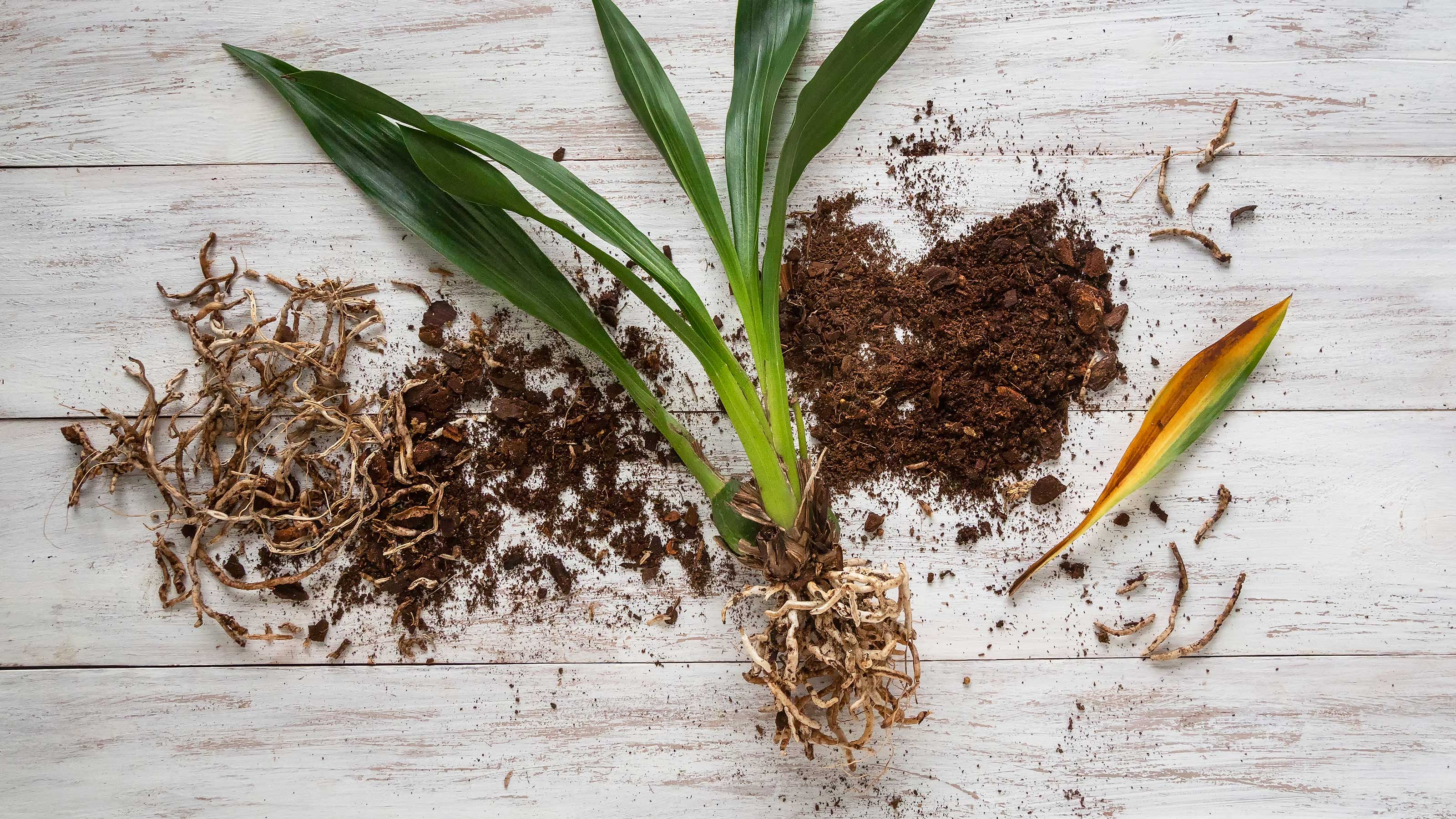How to Fix Root Rot in Orchid Plants