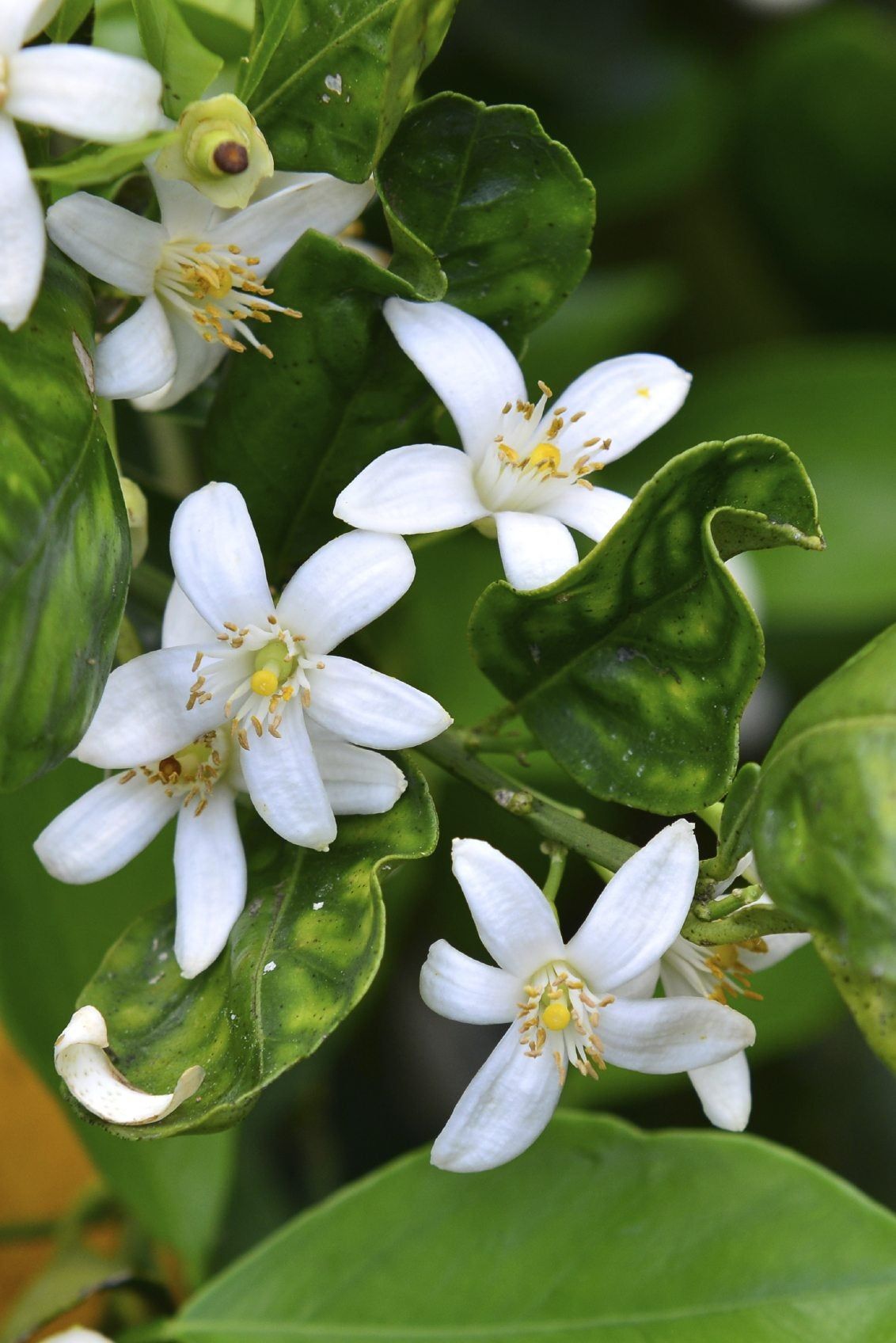 Tiny White Flowers Of An Orange Tree