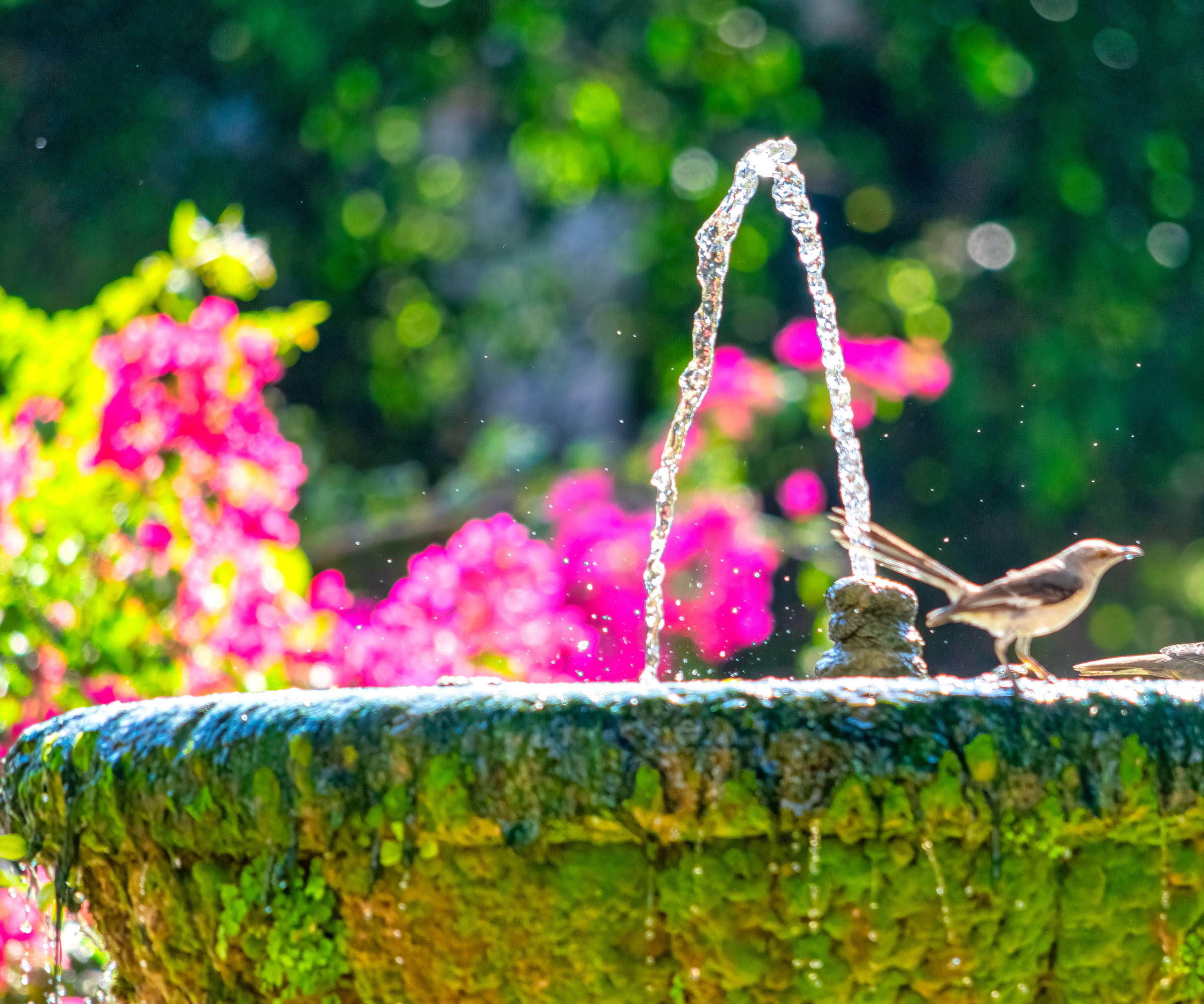 bird sitting on stone bird bath with water fountain in garden
