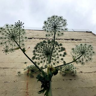 Giant hogweed growing up against a building