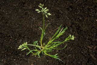 annual meadow grass weed in soil
