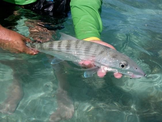 bonefish-individual-110520