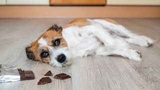 Upset stomach in dogs - a dog ill from eating chocolate