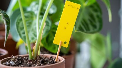 Fungus gnats on a plant