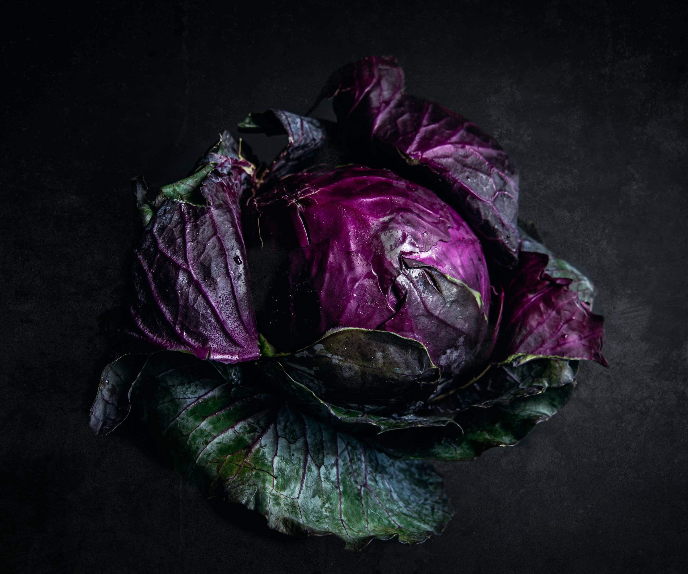 Deep purple and green cabbage head