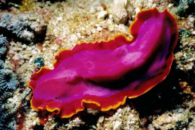 flatworm