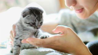 Young woman shaking hands with Scottish Fold kitten