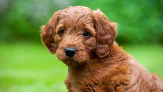 Portrait of 8 week old Goldendoodle male puppy.