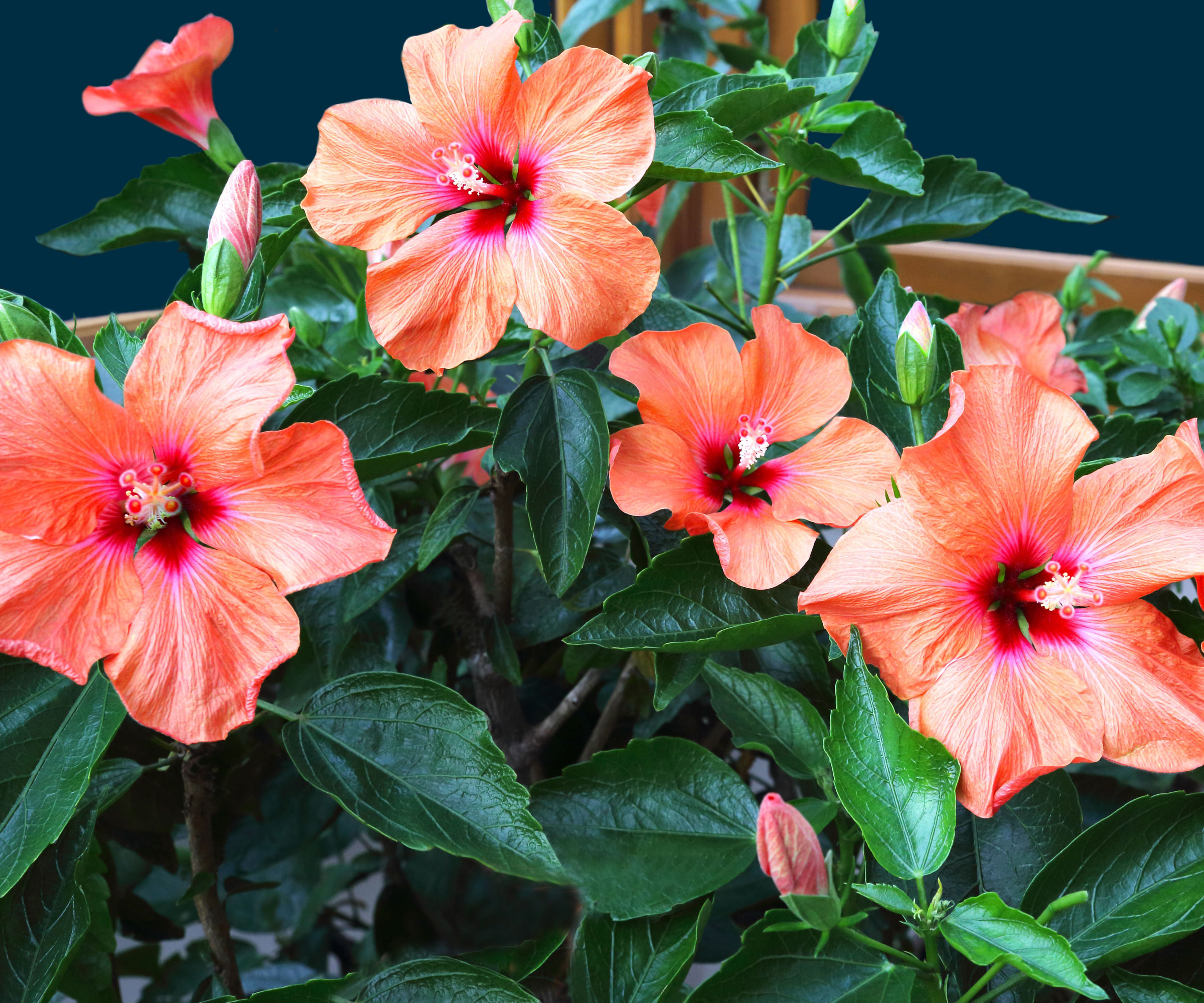 tropical hibiscus houseplant with orange flowers