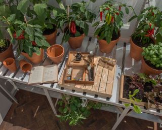 greenhouse interior showing potting bench and chilli plants